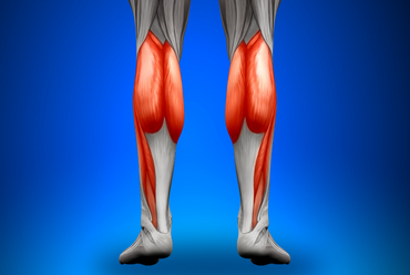 Functional Anatomy of the Calf Muscles