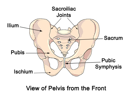 Bones of the pelvis