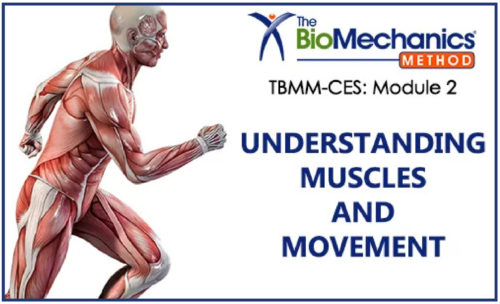 Understanding Muscles Movement