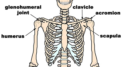 Bones of The Shoulder