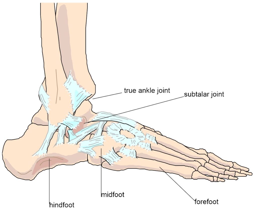 Anatomy of the Foot and Ankle