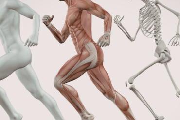 Bones to Bungee Cords: Functional Anatomy Secrets